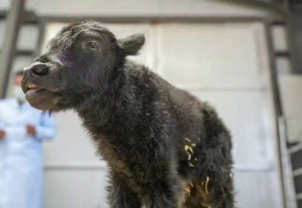 易配宝 全球首头克隆牦牛诞生背后